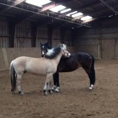 Fjordhest Nicolai (gamle part)