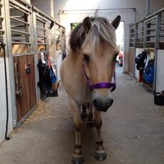 Fjordhest Nicolai (gamle part)