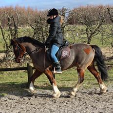 Anden særlig race Hesdalskær's Victoria