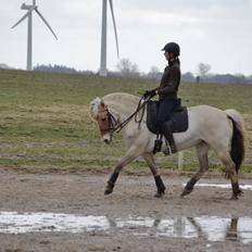Fjordhest Ingegård's Tanna