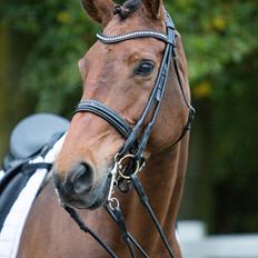 Dansk Varmblod Capri M (B-hest)