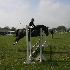 Dansk Varmblod Lagua Mirim