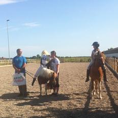 Shetlænder Hannibal