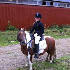 Shetlænder Hannibal