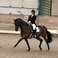 Hollandsk Varmblod (DV) Jonkers Romeo