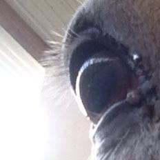 Anden særlig race Tulle. <3 meget savnet :,(