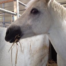 Anden særlig race Tulle. <3 meget savnet :,(