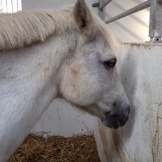 Anden særlig race Tulle. <3 meget savnet :,(