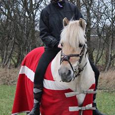 Fjordhest Vængets Mirabel