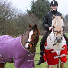Fjordhest Vængets Mirabel