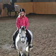 Welsh Pony (sec B) Dustin ~Bedste ven~