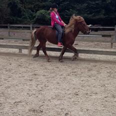 Islænder Funi  Fra Holløse