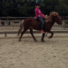 Islænder Funi  Fra Holløse