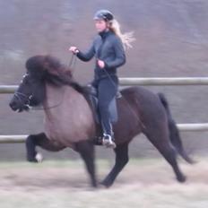 Islænder Máni fra Sigersberg