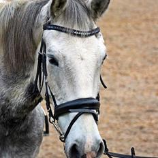 Knabstrupper Søgaardens Marlboro