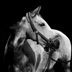Knabstrupper Søgaardens Marlboro