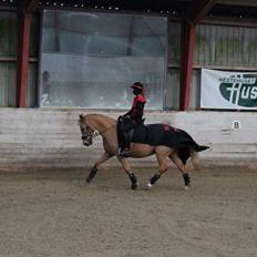 Anden særlig race Mitzi