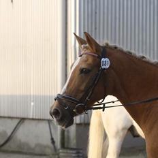 Anden særlig race Mitzi