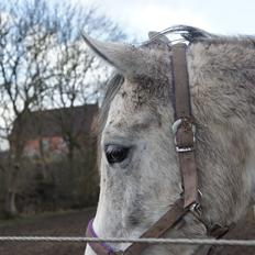 Anden særlig race Lindgaardens Spirit