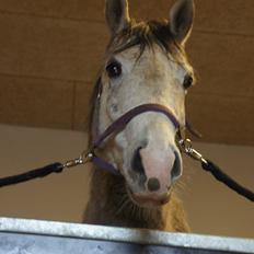 Anden særlig race Lindgaardens Spirit