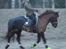 Connemara Quiva <3 - Træning d. 13/1-15 :)
