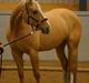 Palomino Heimdals Joy Of Gold