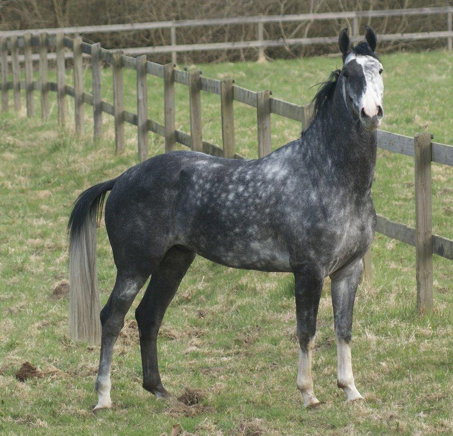 Zangersheide Pokerface Z billede 11