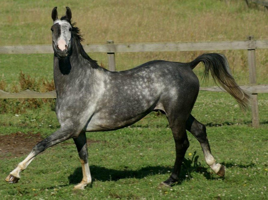 Zangersheide Pokerface Z billede 3