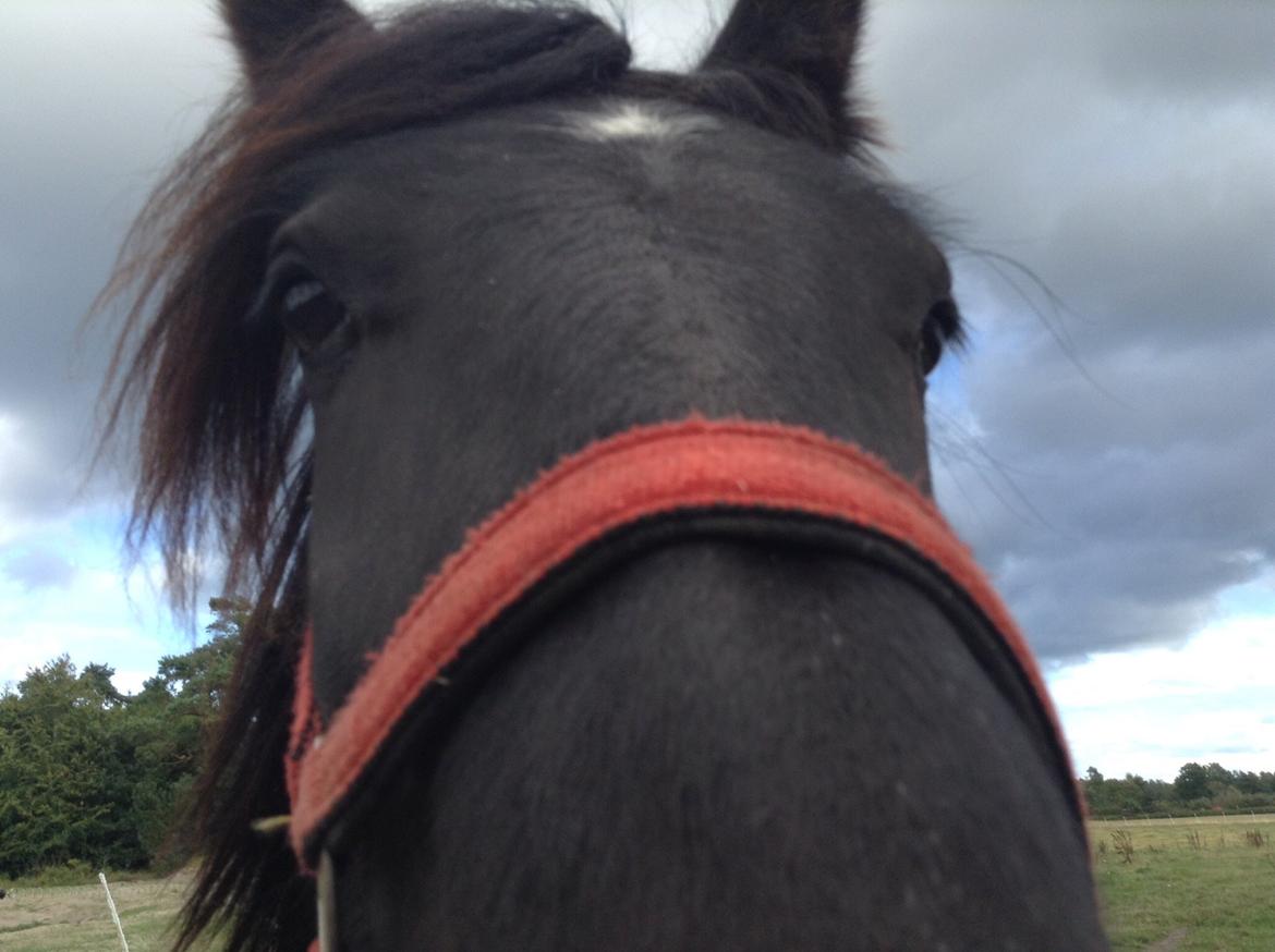 Fell pony Møllegaardens Jessie billede 1