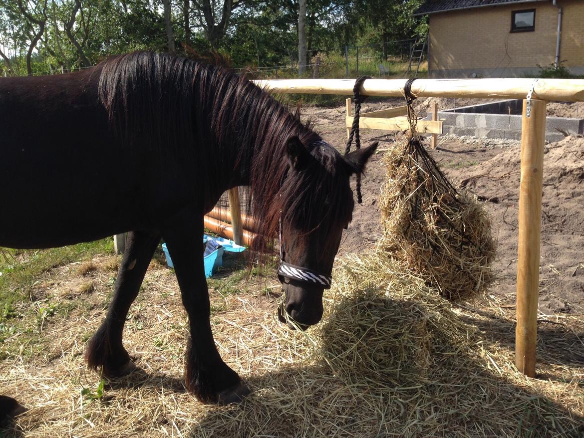 Fell pony Møllegaardens Jessie billede 2
