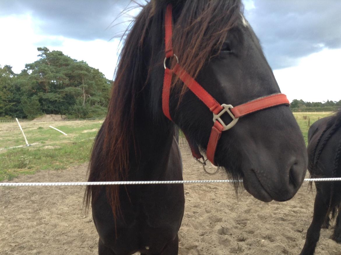 Fell pony Møllegaardens Jessie billede 3