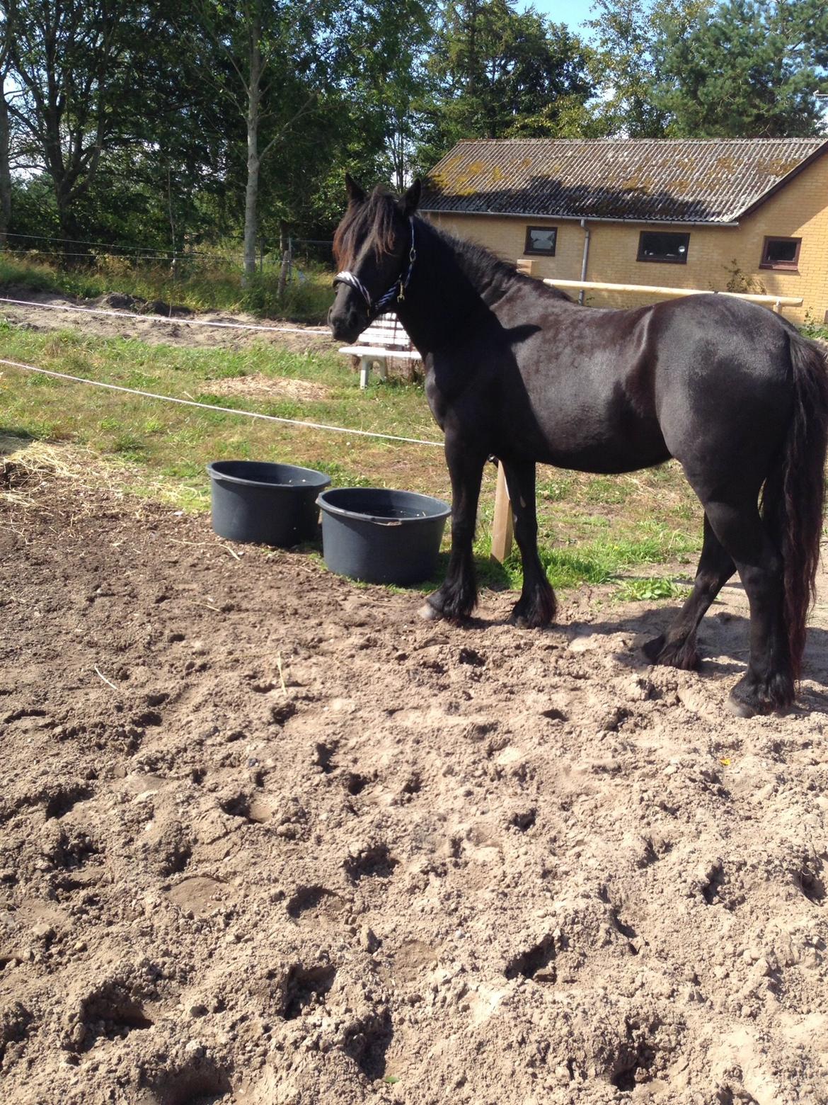 Fell pony Møllegaardens Jessie billede 4
