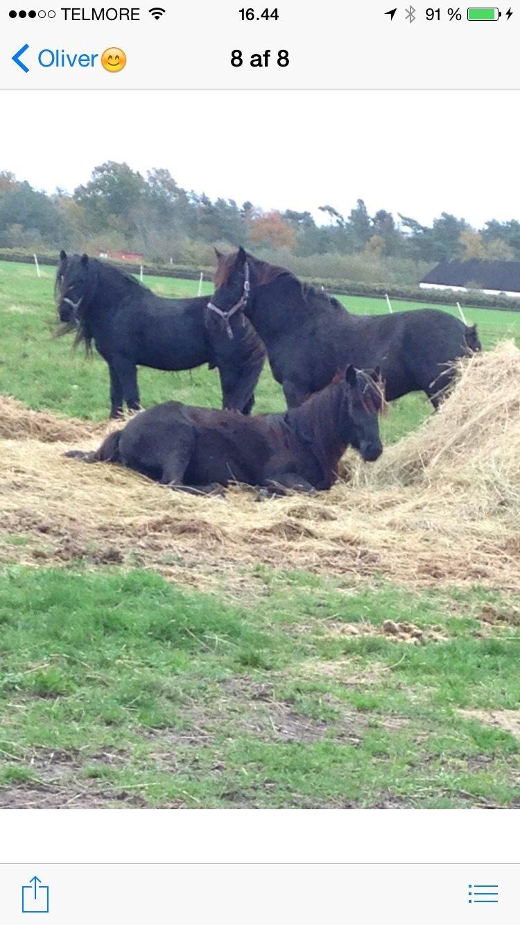 Fell pony Møllegaardens Jessie billede 5