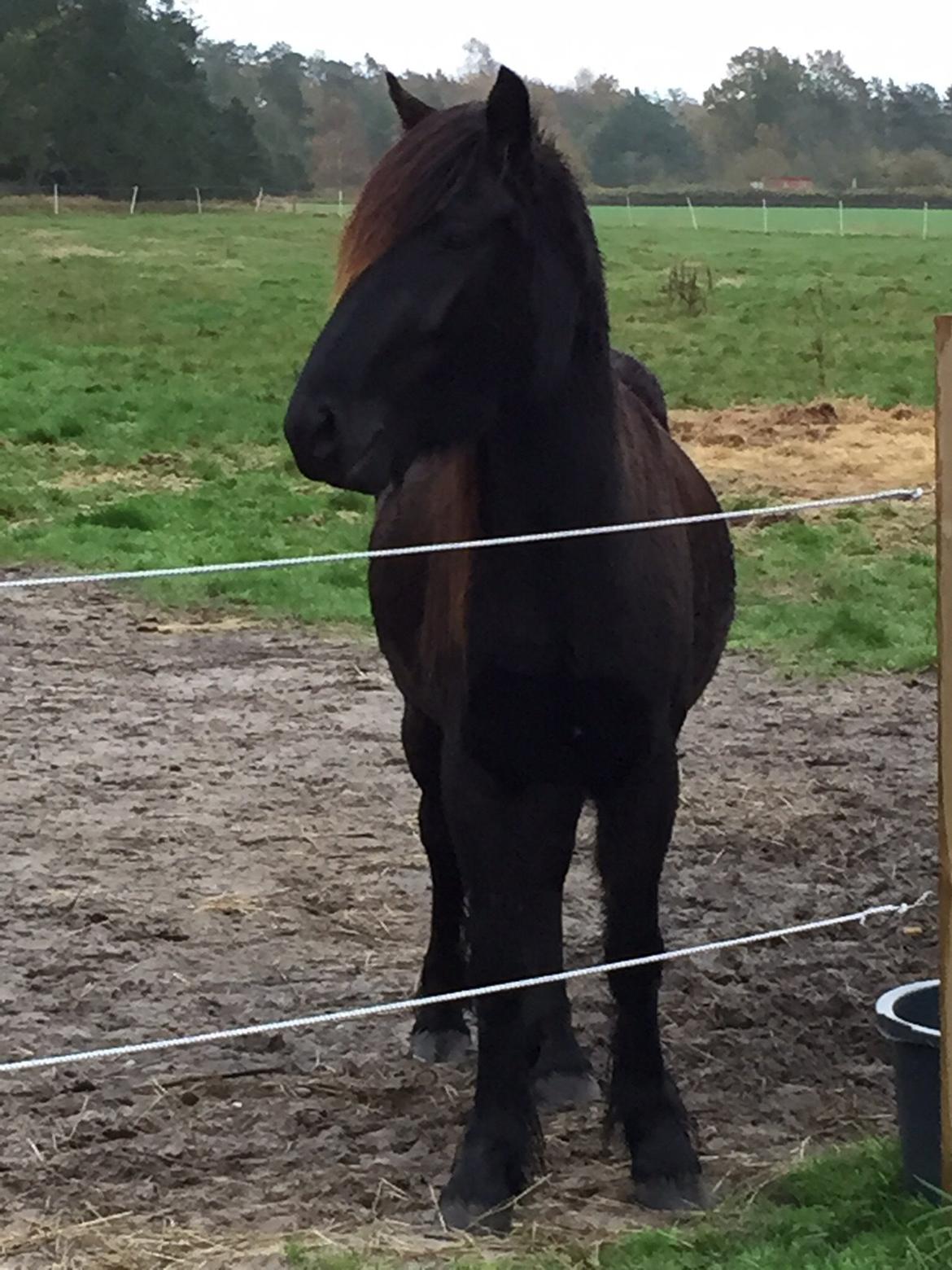 Fell pony Møllegaardens Jessie billede 6