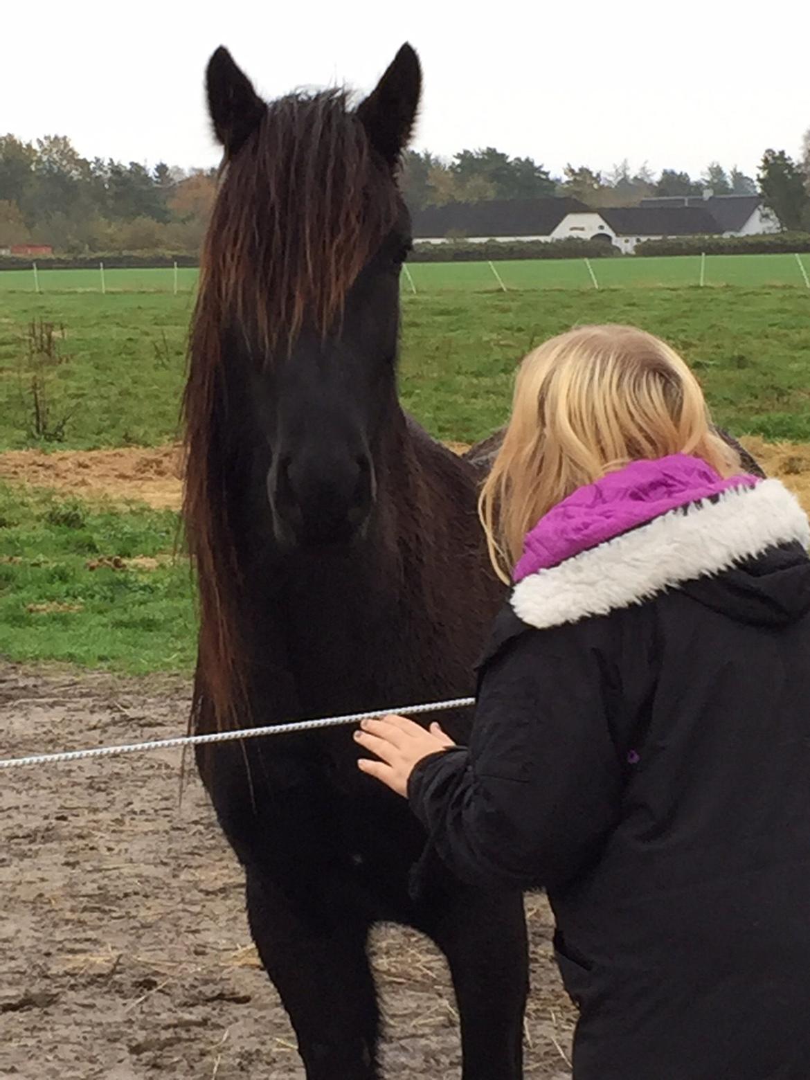 Fell pony Møllegaardens Jessie billede 7