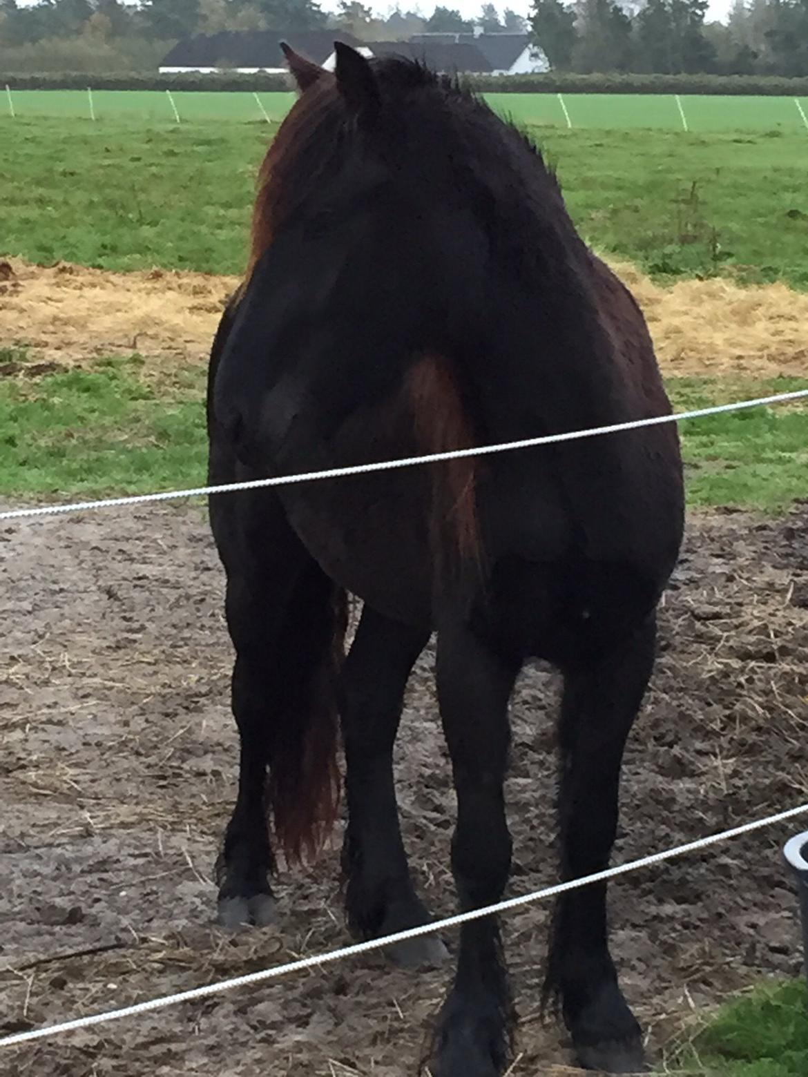 Fell pony Møllegaardens Jessie billede 8