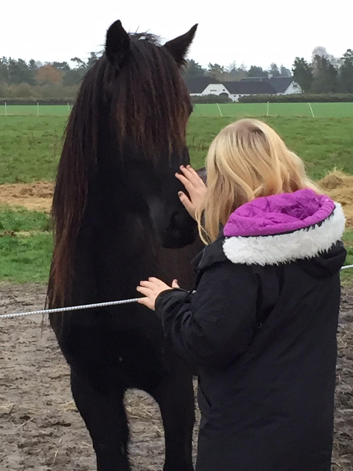 Fell pony Møllegaardens Jessie billede 9