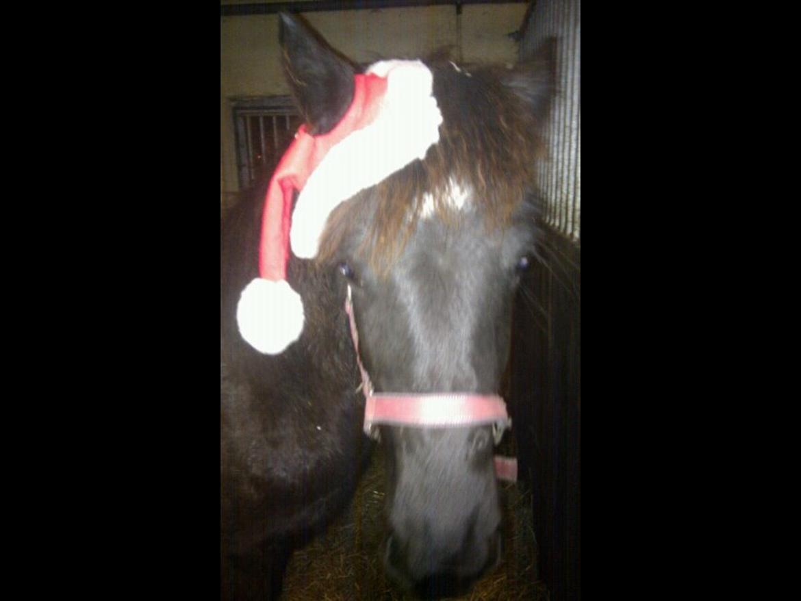 Fell pony Møllegaardens Jessie billede 10