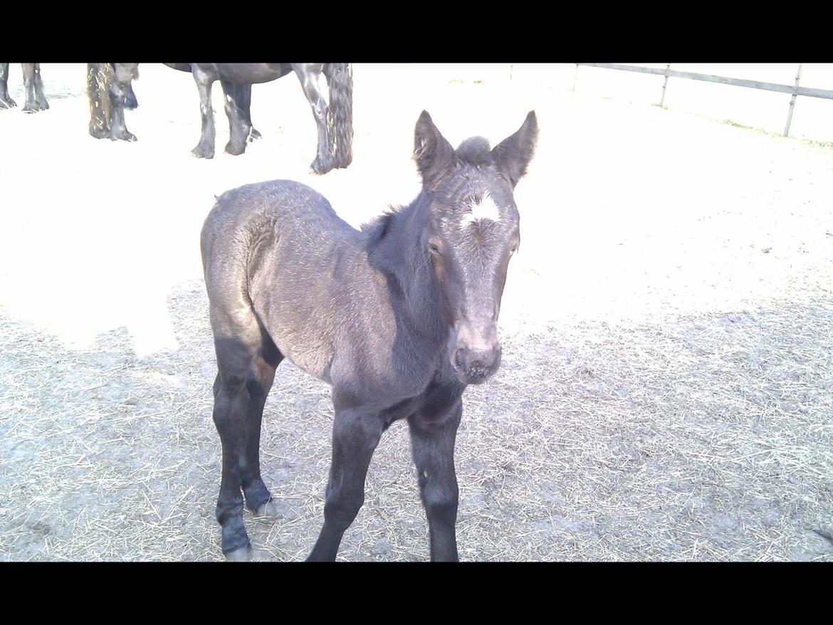 Fell pony Møllegaardens Jessie billede 11