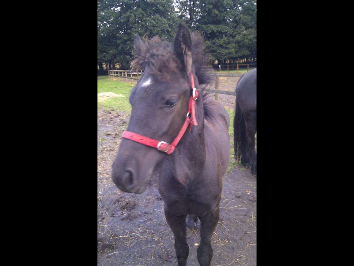 Fell pony Møllegaardens Jessie billede 12