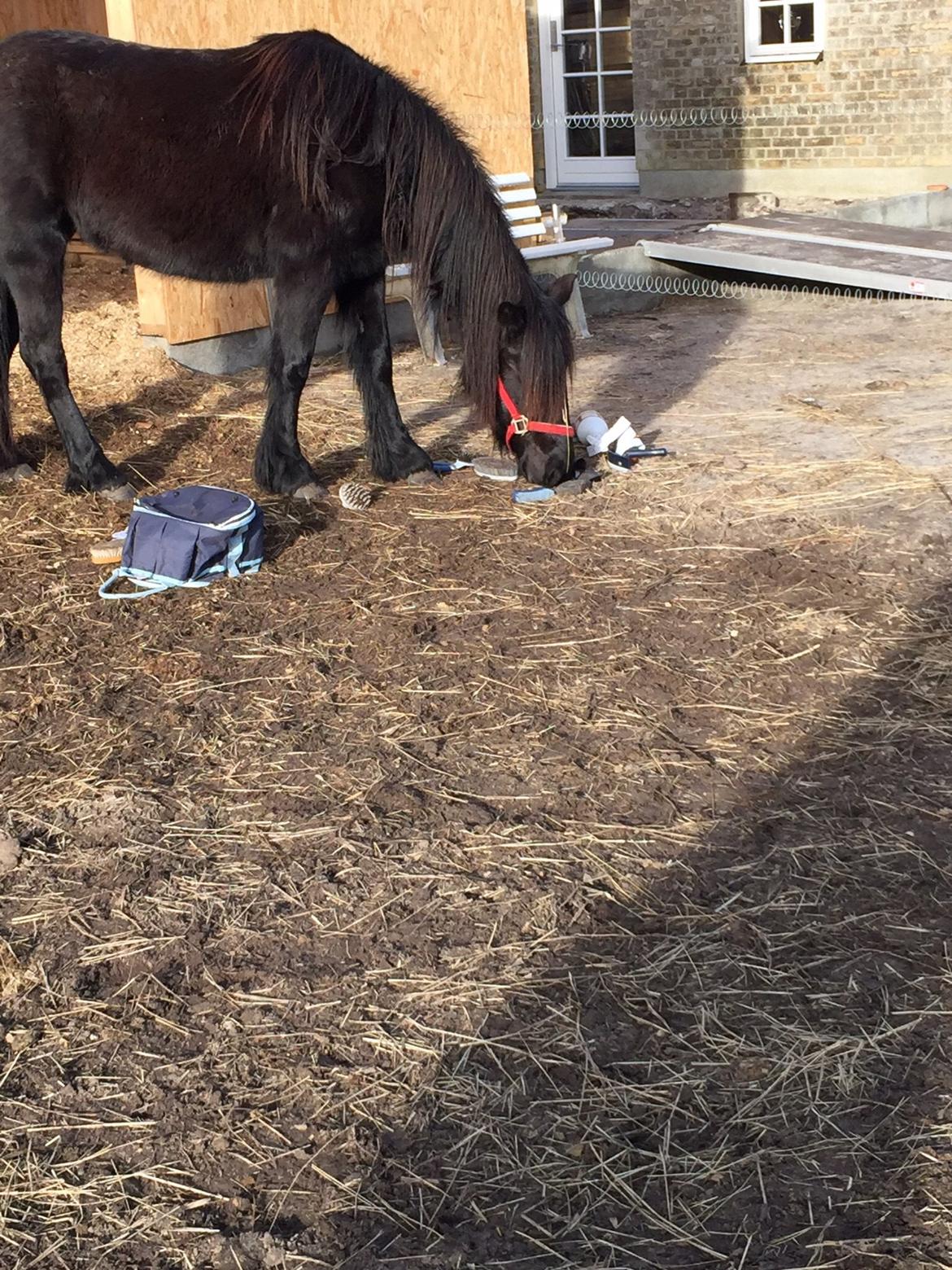 Fell pony Møllegaardens Jessie billede 13