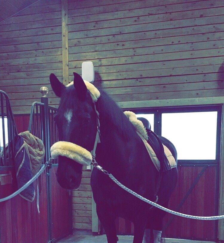 Hollandsk Varmblod Wilma *Solgt-savnet* billede 5