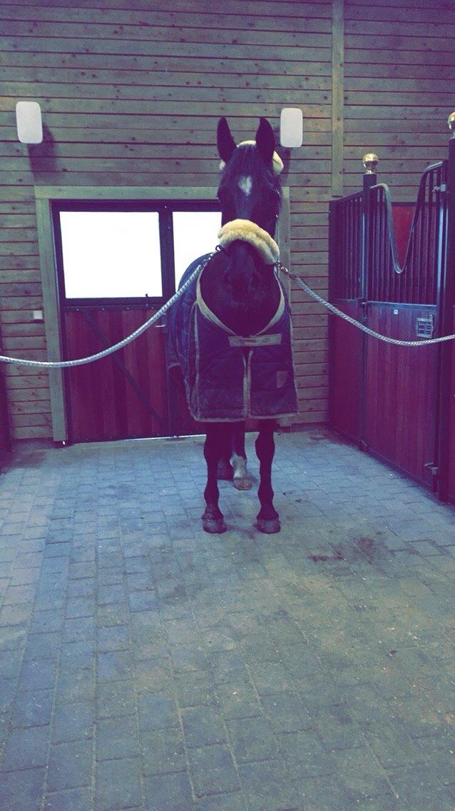 Hollandsk Varmblod Wilma *Solgt-savnet* billede 6