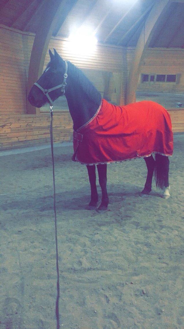 Hollandsk Varmblod Wilma *Solgt-savnet* billede 7