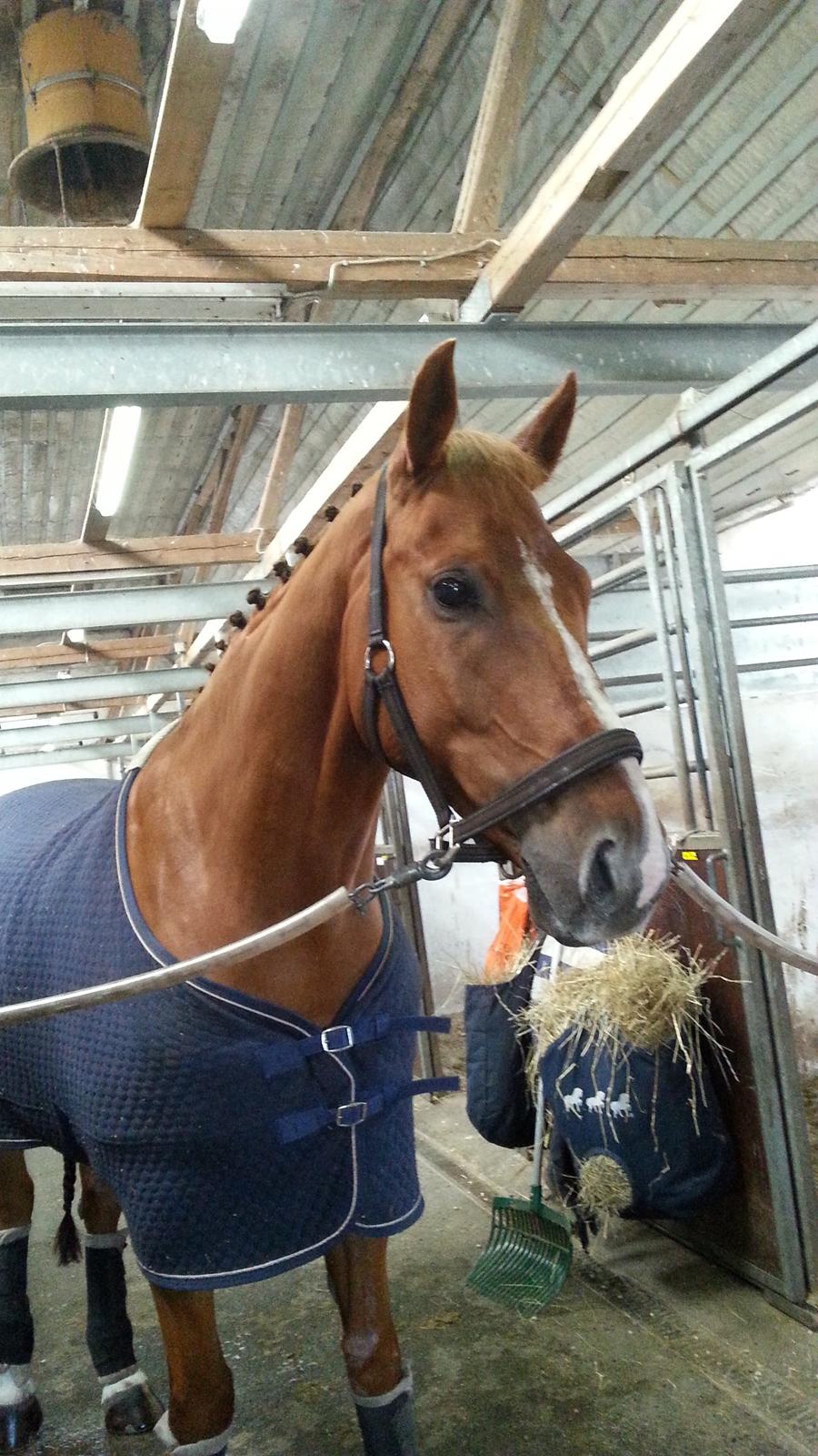 Dansk Varmblod Kærholms Sauer - Min søde lille musse er klar til stævne <3  billede 8