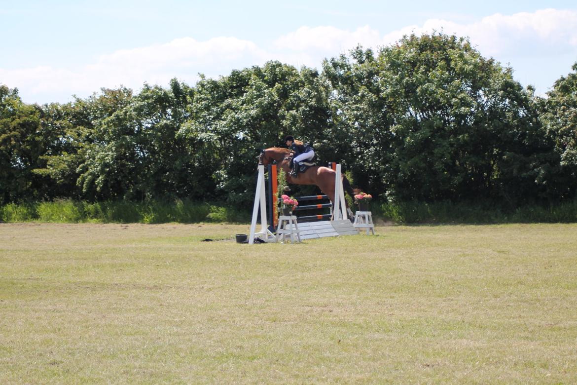 Dansk Varmblod Kærholms Sauer - C-stævne 2014  billede 20