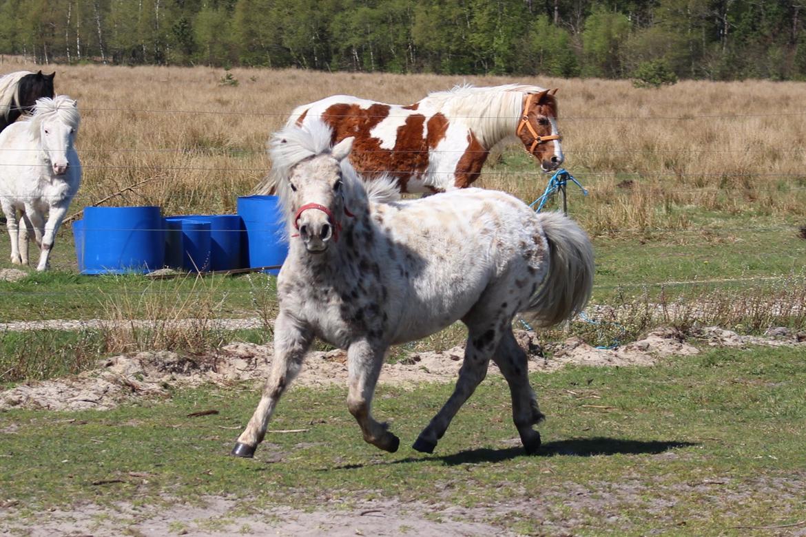 Knabstrupper Moselunds Millie billede 5