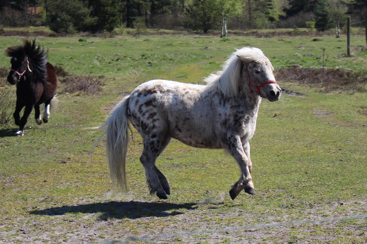 Knabstrupper Moselunds Millie billede 7