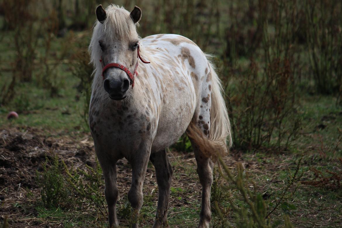 Knabstrupper Moselunds Millie billede 2