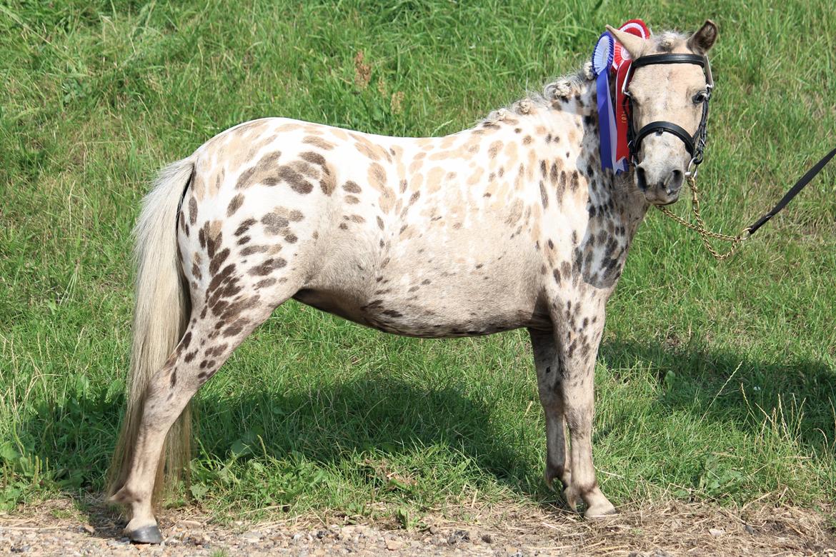Knabstrupper Moselunds Millie - Millie til kåring. billede 6